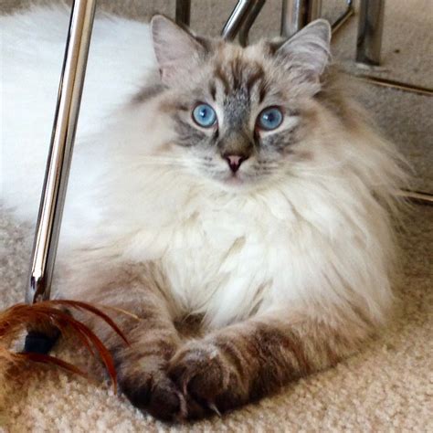 Ragdoll cats all have colored points. The Death Of Birman Cat Breeders Southern California ...