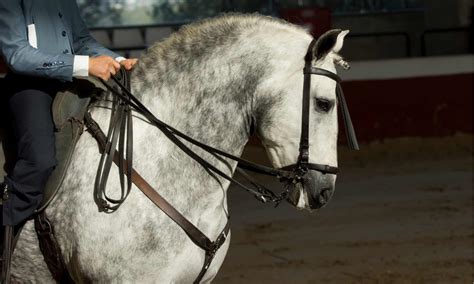 6 Tips To Teach A Horse To Neck Rein