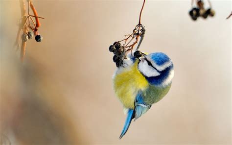 30 Cute Bird Pictures With Most Beautiful Colors