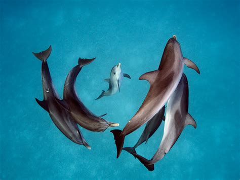National Geographic Features Communication Between Humans And Dolphins