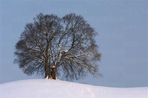 Germany Bavaria Single Beech Tree Fagus Sylvatica In Winter