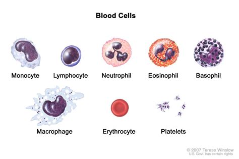 Veterinary Hematology Dextervet Blood Cells