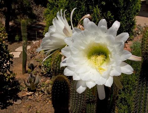 Organ pipe cactus fruit is also edible, as is the famous dragon fruit that grows on some cacti species. Pipe Organ Cactus - Anders TomlinsonAnders Tomlinson