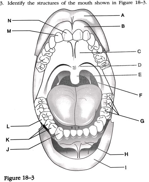 Ch 18 Oral And Maxillofacial Mouth Anatomy Diagram Quizlet
