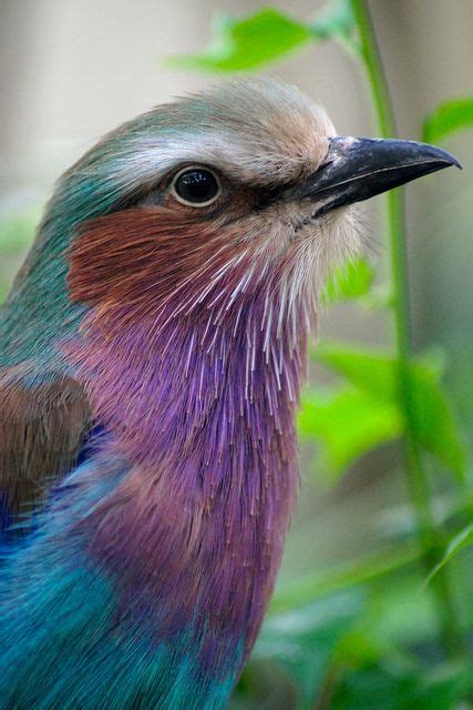 Lilac Breasted Roller By Susie Sparkle Lilac Breasted Roller Nature