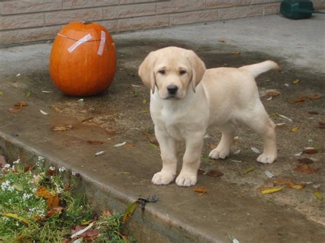 Includes personality, history, health, nutrition, grooming, pictures, videos and akc breed standard. What does a puppy have to do with herd health? | Worms ...