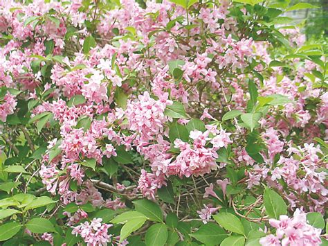 It is blue in acid soil (< ph 5.5) and pink in alkaline soil. Old-fashioned spring flowering shrub: Weigela - News ...