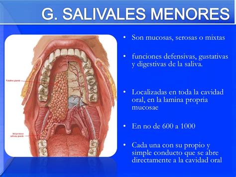 Patologia Glandulas Salivales Jonathan Molina