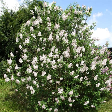 This lilac was developed in 1943 in tribute to the city of moscow and today it still is one of the most striking lilacs on the market! Edelflieder Beauty of Moscow online kaufen bei Gärtner ...