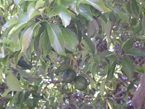 Heres How To Prevent Laurel Wilt In Your Florida Avocado Trees