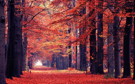 Nature Landscape Fall Leaves Path Trees Park Tunnel Red