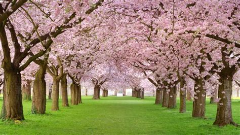 El Árbol De Cerezo O Sakura De Muy Bellas Flores