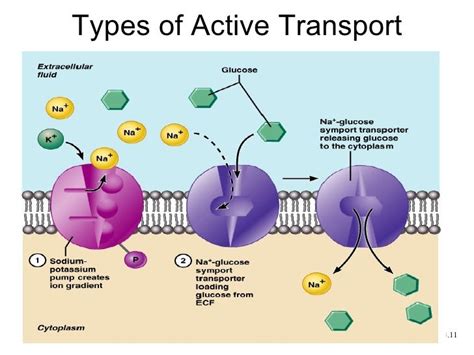 151 Transport