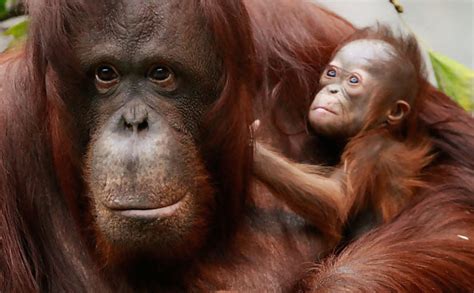 Newborn Orangutan Not As Cute As Panda Twins Orangutans