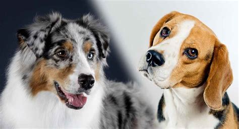 List of australian shepherd mixed breed dogs. Australian Shepherd Beagle Mix - Could This Be the New Dog ...