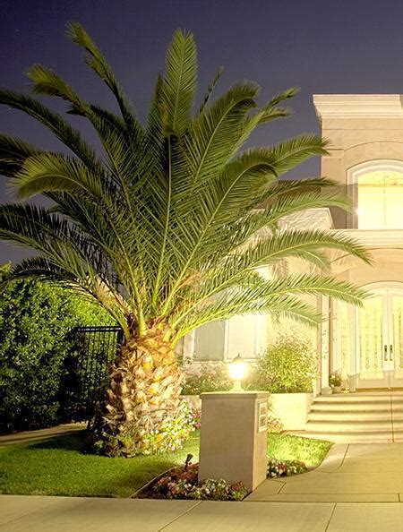 Pindo Palm In 2021 Small Palm Trees Palm Trees Landscaping Palm Trees