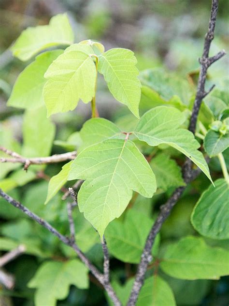 The Differences Between Poison Ivy Poison Oak And Poison Sumac Parents