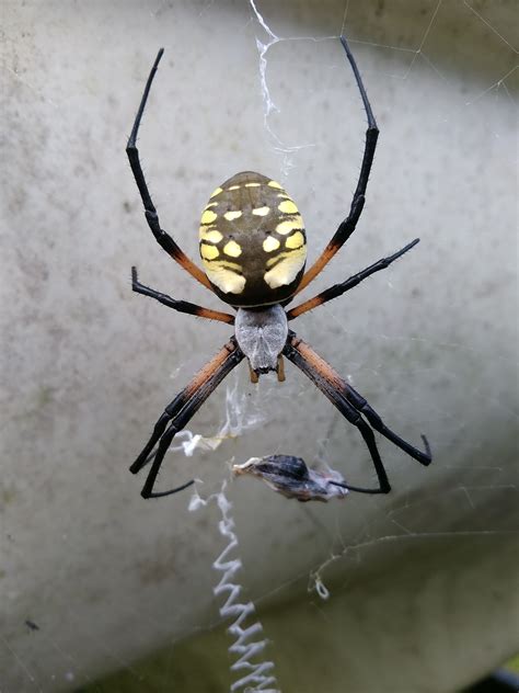 This Spider We Found In Thailand Rcreepy