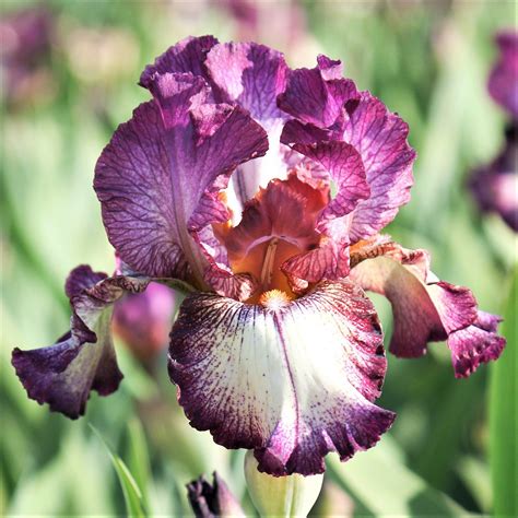 Reblooming Bearded Iris Bulbs For Sale Large Iris Rhizomes Easy To
