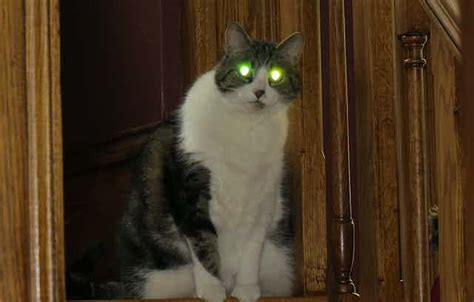Why Do Cats Eyes Glow In The Dark