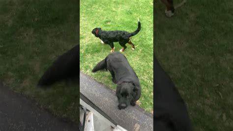 UPS delivery driver meets Newfoundland pup with a Bernese sidekick