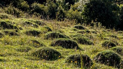 Best Of Coombe Hill Walk Buckinghamshire National Trust