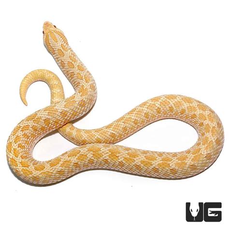 Adult Female Albino Western Hognose Snakes Heterodon Nasicus For Sale