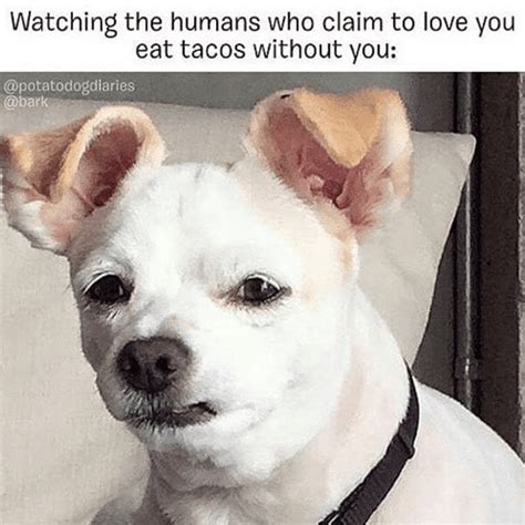 View 20 Cute Doggo Memes Clean Quoteqspecificallyjibril