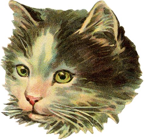Vintage Cat Illustration The Graphics Fairy