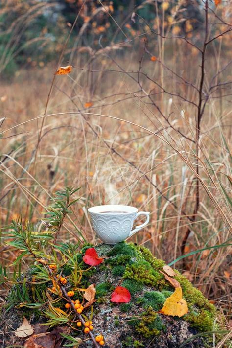 Hot Cup Of Coffee On A Rock In Autumn Stock Image Image Of Rock