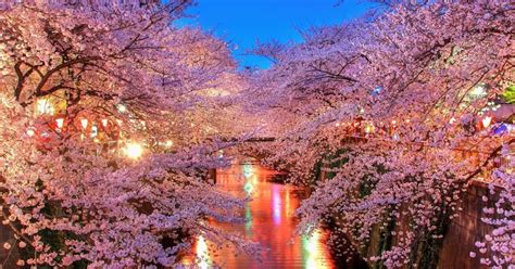 Gambar Bunga Sakura Jepang Indah Cantik Gambar Kata Japanese Cherry