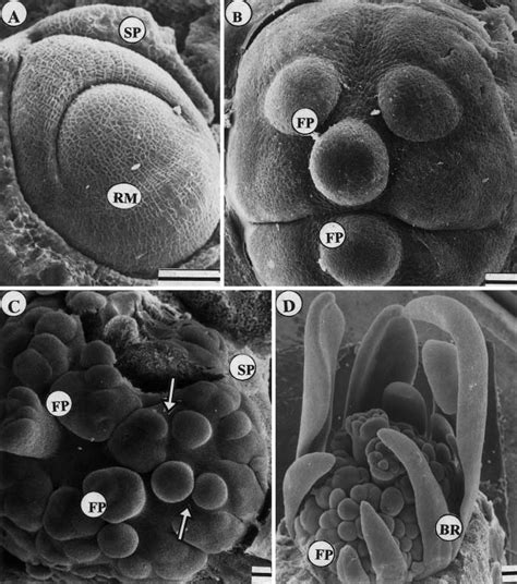 Homemade garlic paste is really just one step beyond mincing, and the results are indisputably fresher and of better. A-D Scanning electron photomicrographs of garlic apical ...