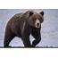 Hunter Fatally Mauled By Grizzly Bear In Alaskan National Park