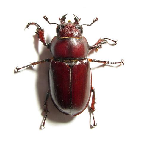 Maybe you would like to learn more about one of these? Female Stag - Lucanus capreolus - BugGuide.Net