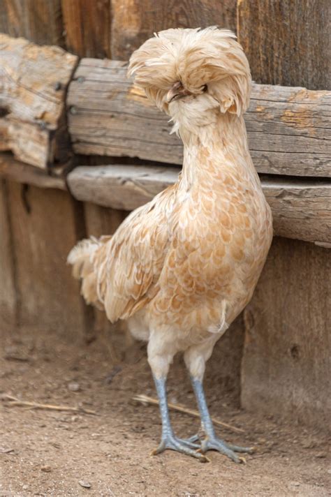 10 puffy head chicken breeds to consider raising