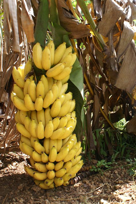 A Bounty of Bananas | Bee Heaven Farm's Blog