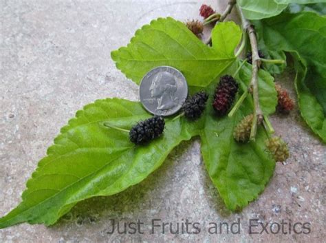 Planting, care, pruning, here is advice your mulberry tree will be most beautiful if you let it grow naturally. Mulberry Varieties for Florida