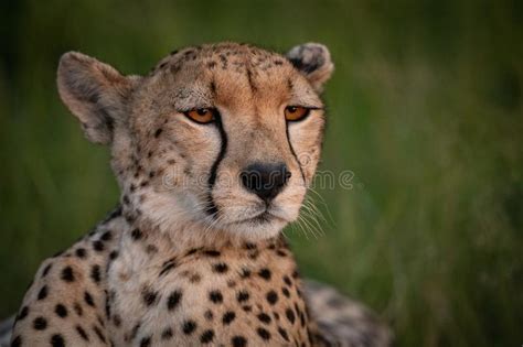 Close Up Of Cheetah At Sunset With Catchlight Stock Photo Image Of