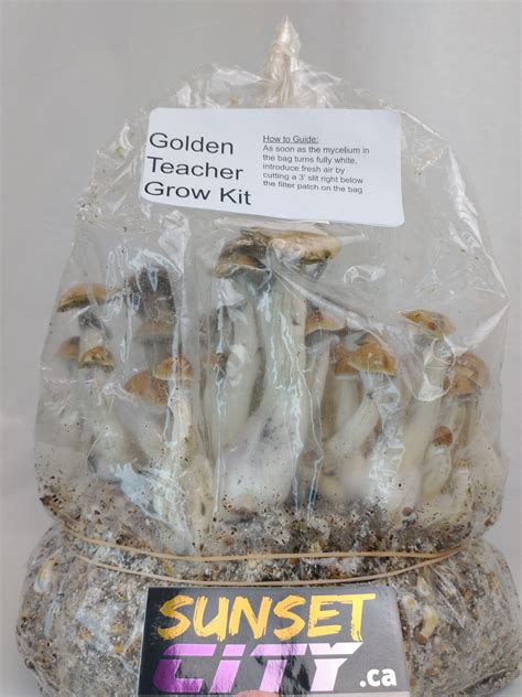 Canada Mushroom Grow Kit Beginner Friendly Sunset City