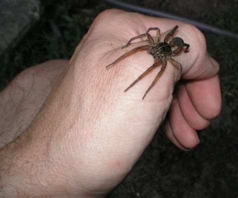 Can Wolf Spiders Climb Walls Quora
