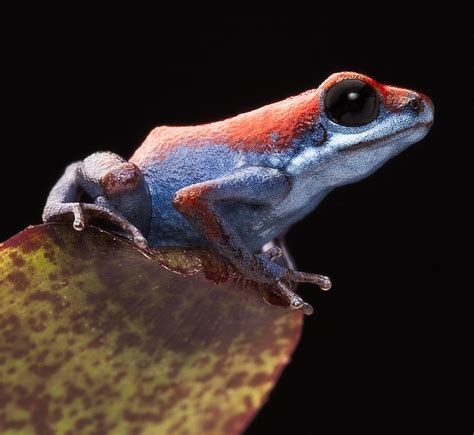 Poison Dart Frog Photograph By Dirk Ercken