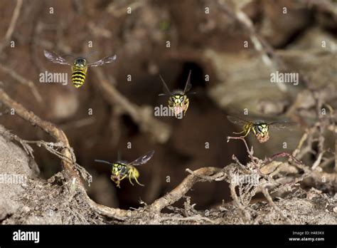 Real Wasps High Resolution Stock Photography And Images Alamy