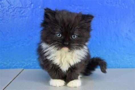 15 Ragamuffin Black Ragdoll Cat Furry Kittens