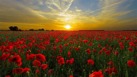 Red Poppy Field Wallpaper Iphone Android And Desktop