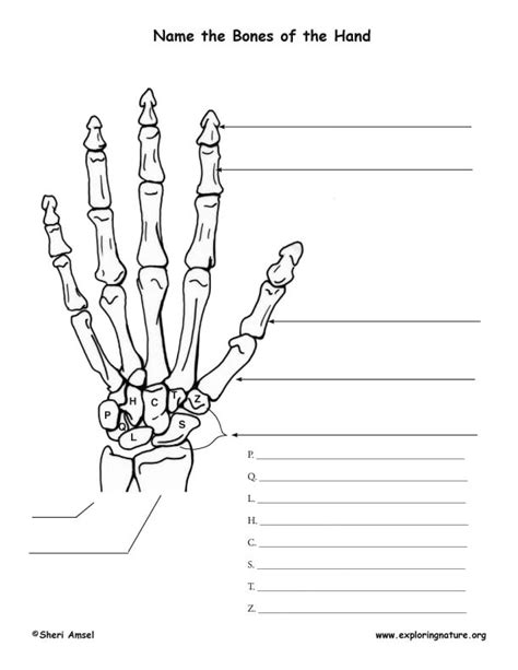 Https://wstravely.com/worksheet/bones Of The Hand Worksheet
