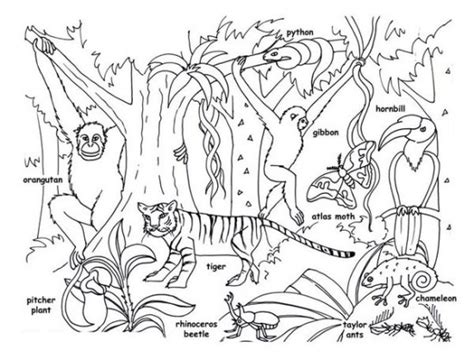 7 Best Images Of Rainforest Plants And Animals Printables