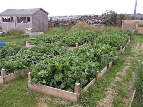 A raised bed in an area with plenty of sun (especially afternoon sun) that also has good drainage will be perfect for sweet potatoes. Cold Weather & Tour Around the Plot - Allotment Garden Diary