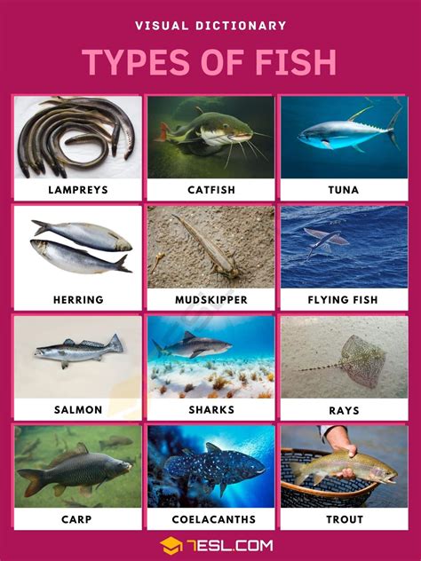 Typer Av Fisk Lista över Fisk Med Intressanta Fakta Och Bilder 7esl