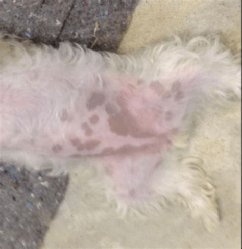 Dog Skin Discoloration On Belly