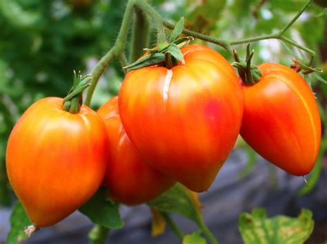 Tomate Orange Russian 10 Bio Samen Biobewusst Gartenshop
